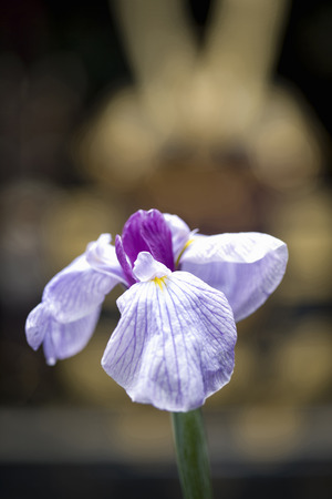 Tango no sekkuの写真素材