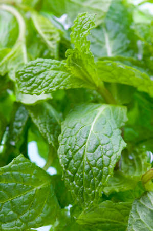 Spearmint