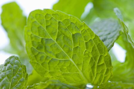 Spearmint
