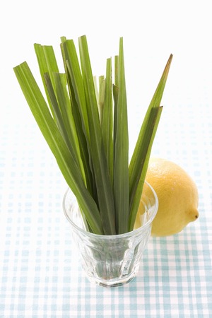 Lemon grassの写真素材