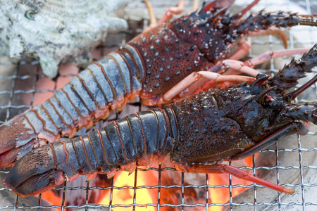 Spiny lobsterの写真素材
