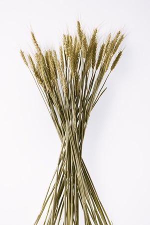 Wheatの写真素材