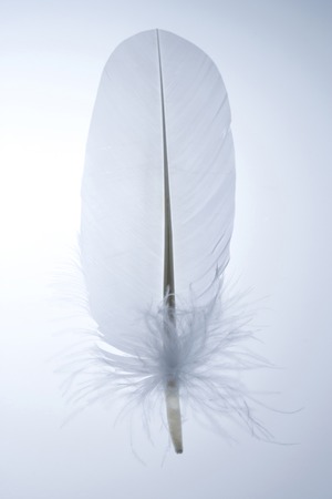 Featherの写真素材