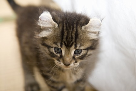 Kittenの写真素材