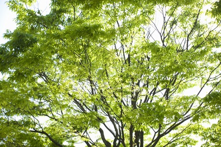 Fresh greenの写真素材