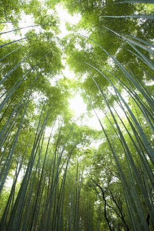 Bamboo forestの写真素材