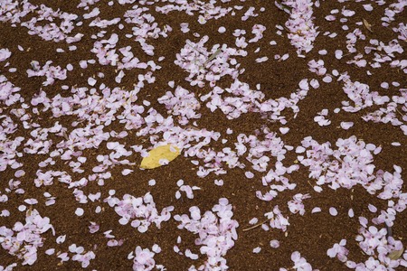 Sakuraの写真素材