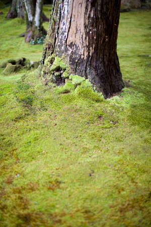 MOSSの写真素材