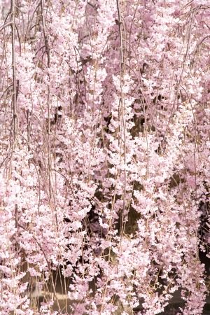 Sakuraの写真素材