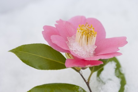 Camelliaの写真素材
