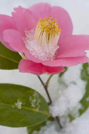 Camelliaの写真素材