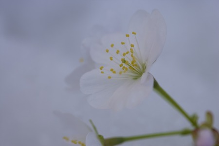 Kerriaの写真素材