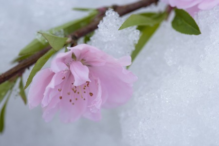 Camelliaの写真素材