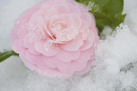 Camelliaの写真素材