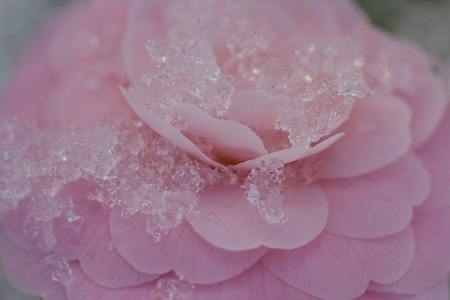 Camelliaの写真素材