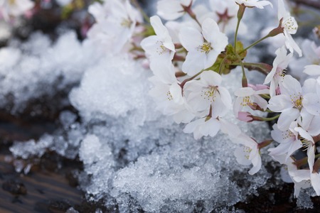 Sakuraの写真素材