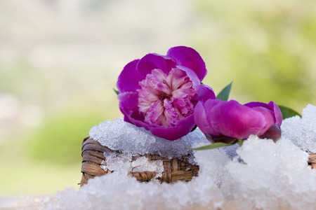 Paeonia lactifloraの写真素材