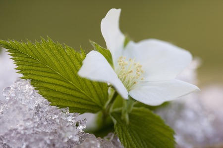 Kerriaの写真素材