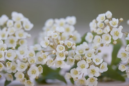 Spiraea cantoniensis Lour.