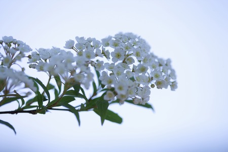 Spiraea cantoniensis Lour.