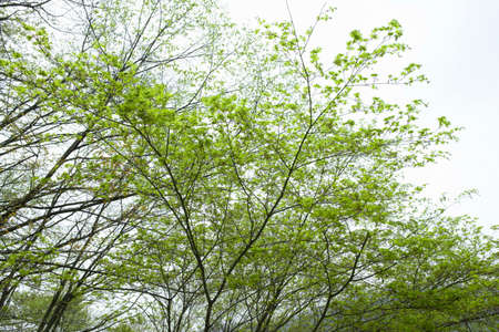 Fresh greenの写真素材