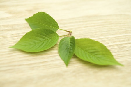 Leaf