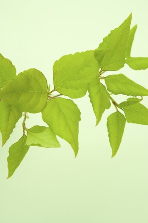 Leaf