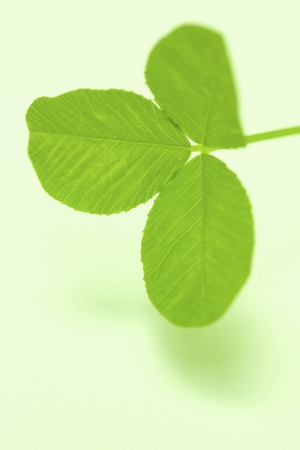 Leaf