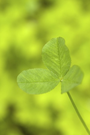 Leafの写真素材