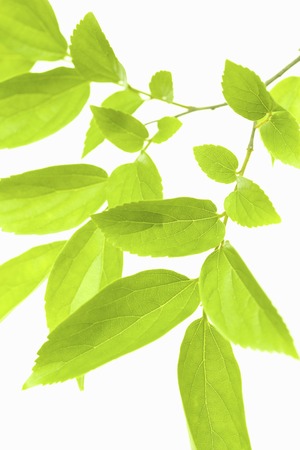 Leaf