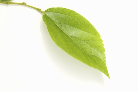 Leaf