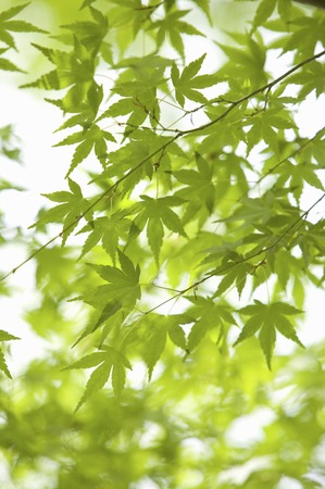 Autumn leaves