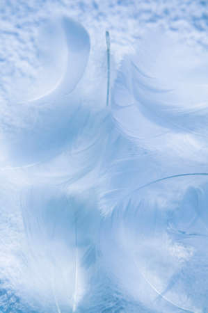 Bladesの写真素材