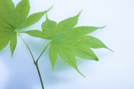 Maples