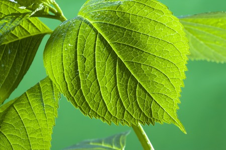Leaf