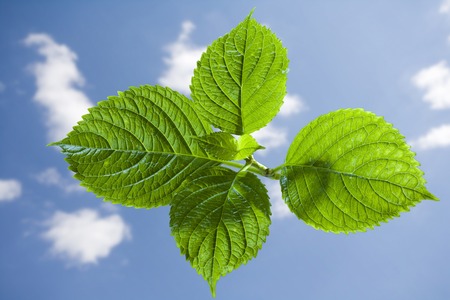 Leaf