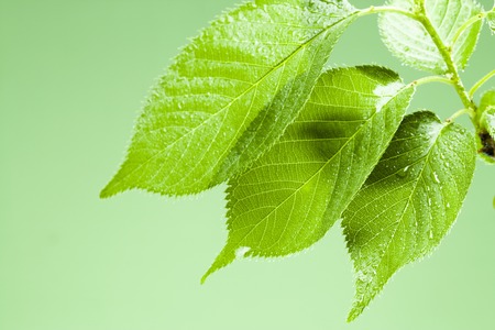 Leaf