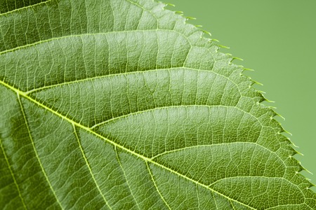 Leaf