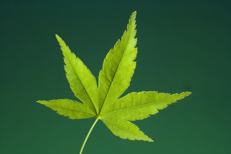 Maplesの写真素材