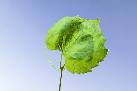 Leaf