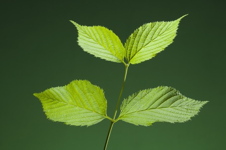 Leaf