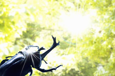 Beetleの写真素材