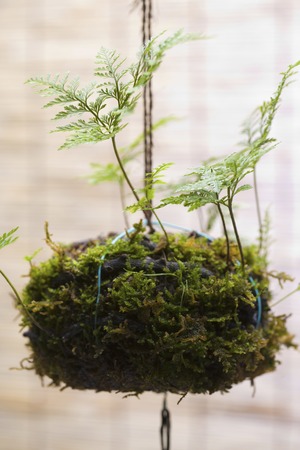 Fishing Ninの写真素材