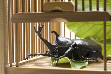 Beetleの写真素材