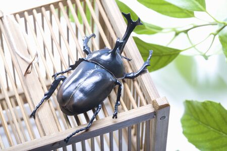 Beetleの写真素材
