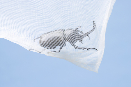 Insect network