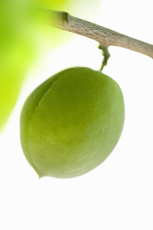 Green plumの写真素材