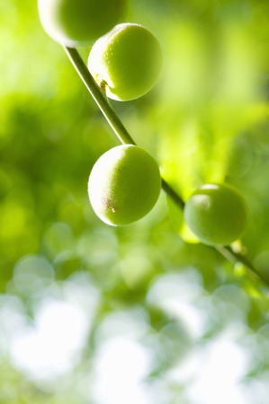 Green plumの写真素材