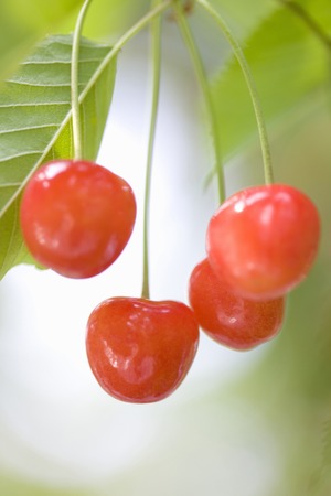 Cherries