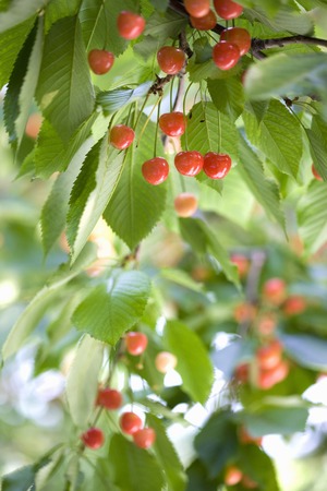Cherries